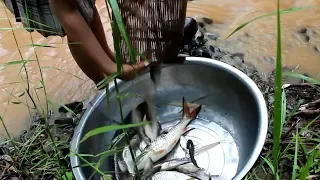 Unique catching Fish - Girl Catch Fish Using Traditional Fish Trap for family afternoon cooking