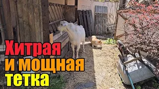 Весь день уборка》Сено как чугунный мост🤦‍♀️》У меня уже целая лаборатория