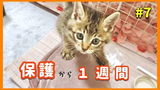 【子猫保護】ひとりぼっちで鳴いていた子猫保護から１週間経ちました【子猫保護7日目】【#きじとら兄弟成長記録】さくらさんちゃんねる