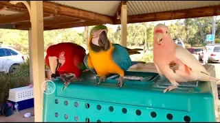 Free Flight Parrot Fun