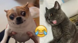 Funniest Animals 2023 🤣 - Funny Cats and Dogs 😹🐶  -Funny Animal Videos 😂#58