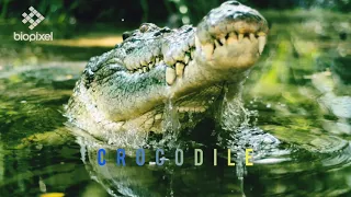 why crocodile swallow stones ?