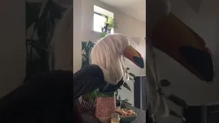 Stan Twitter 101: Bird in a blonde wig with Poker Face playing