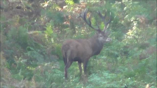 Rotwildbrunft in Mecklenburg Vorpommern