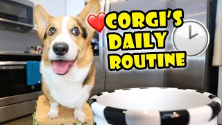 Sharing My CORGI’S Daily Routine — What It’s Like || Life After College: Ep. 674