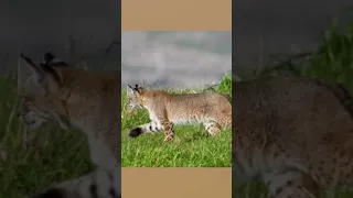 Bobcat on the Hunt! 🐆 #wildlife #animals #bobcat #nature