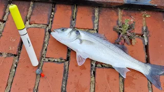 FLOAT fishing for BASS sea fishing UK