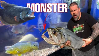 WE RESCUED ONE OF MY FAVORITE MONSTER FISH!!! WE COULDN’T TAKE THEM ALL
