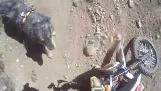 3 falls on a KTM 690R  -  Deacon And I At 2015 KTM Rally Crested Butte