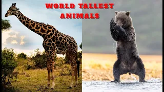 World Tallest animals-Top 10 Tallest Animals of the world