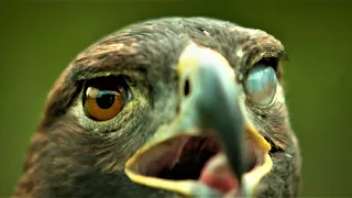 Magic Eagle Eye Blinking Eagle Eye:"Slow Mo" Left Eye Blinking | "Insane Eagle Eye"