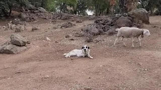 Que mal rato está mañana, pobre animalillo😡