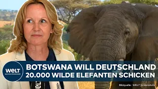 WUT AUF GRÜNE: Streit um Jagd-Trophäen - Für Botswana ist Großwildjagd eine Form von Umweltschutz