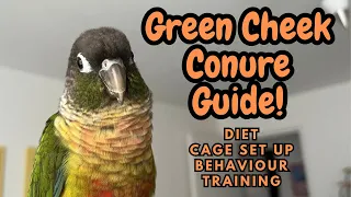 Green Cheek Conure Guide | Conure Care Guide | Diet, Cage, Behaviour, Training | TheParrotTeacher