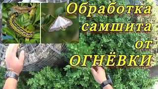 Профилактическая обработка самшита от "огнёвки".