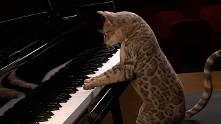 The Cat Concerto