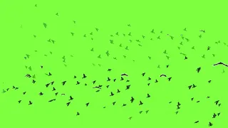 Birds Flying Green Screen Loop Video | Free Background Videos (No Copyright)