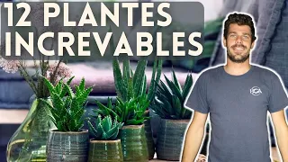 12 PLANTES POUR LES NULS