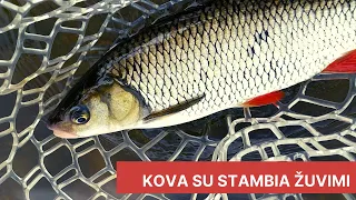 Kova su stambia žuvimi. Neries šapalai spiningu / Chub fishing