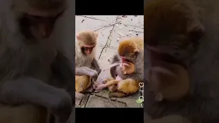 Paisa chor😰😰🤠🤠 #funny #youtube #monkey #sorts #funnymonkey #comedy