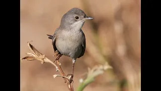 Menetries's Warbler