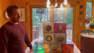 Video Tutorial | Hodgins Harvest Mushrooms Grow-Your-Own Kits