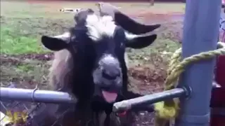 Top 5 funny Goat Make Noise :)