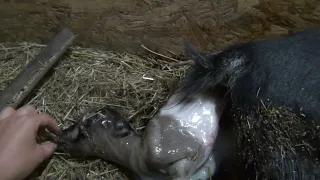 Окот камерунской козы. Кормление новорожденных БЕЗ БУТЫЛОЧКИ