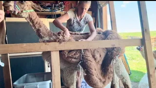 Hand Shearing 162 Pounds Of Fiber Off 24 Alpacas In 2 1/2 Days (2024)