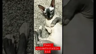 😔 Sphynx Kitten 🐈‍⬛uncomfortable in Heat - Poor Kid #tiktok #shorts #inheat #sphynxkittens #shorts