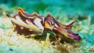 Science Today: Colorful Cephalopods | California Academy of Sciences