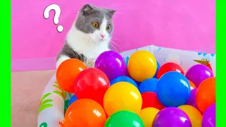 New Funny Videos 2024 😍 Cutest Cats and Dogs 🐱cats funny videos🐶 Part 21