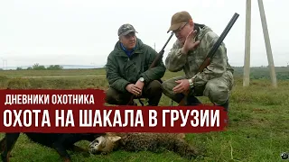 ОХОТА НА ШАКАЛА с собаками в Грузии  Дневники охотника  1 серия