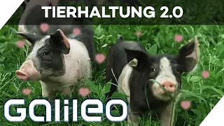 40.000 m² Leben frei nach Schnauze -  Das ist Tierhaltung 2.0! | Galileo | ProSieben