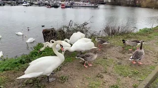 Swans