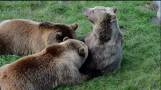 Bears/Types of Bears/is bears are friendly for humans