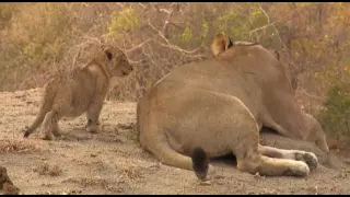 Safari Live Videos-Sunrise Drive- Aug 16- First Intro of Fluffies to Amber Eyes