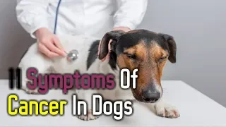 11 Symptoms Of Cancer In Dogs