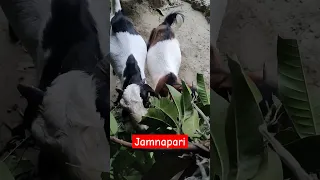 Jamnapari Goat 🦙