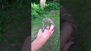 A Water Snake Takes a "Nice Bite" of a Girls Hand