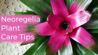 Neoregelia Plant Care Tips: The Bromeliad With The Striking Foliage / Joy Us Garden