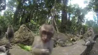 gopro - 2 weeks of Bali Indonesia