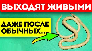 Запомни, они точно расползутся! Эти 7 советов выгонят всех паразитов из твоего тела