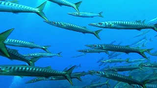 Pantelleria agosto 2023 barracuda @greendivers81