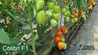 Colibri F1 - Cultura de tomate în Matca, jud. Galați, fermier Stan Costel