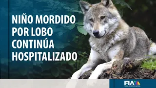 Continúa internado niño mordido en el brazo por un lobo en zoológico del Edomex