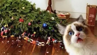 😺 Коты против праздника! 🐈 Видео смешных котов и котят для хорошего настроения! 😻