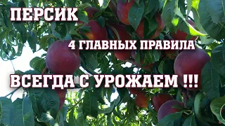 ВСЕГДА С УРОЖАЕМ / 4 ГЛАВНЫХ ПРАВИЛА по выращиванию персика