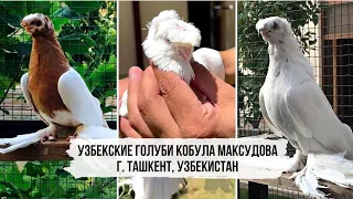 Красота!!! Узбекские голуби Кобула Максудова из г. Ташкент, Узбекистан | O'zbek kaptarlari