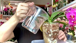 ПРАВИЛЬНО поливать орхидеи в стеклянных вазах на фитиле чтобы НЕ ГНИЛИ корни орхидей